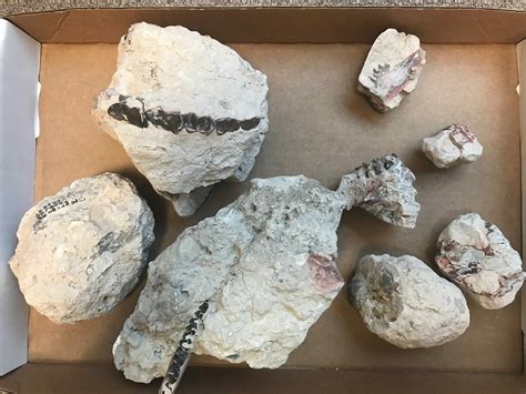 unprepared fossils for sale.